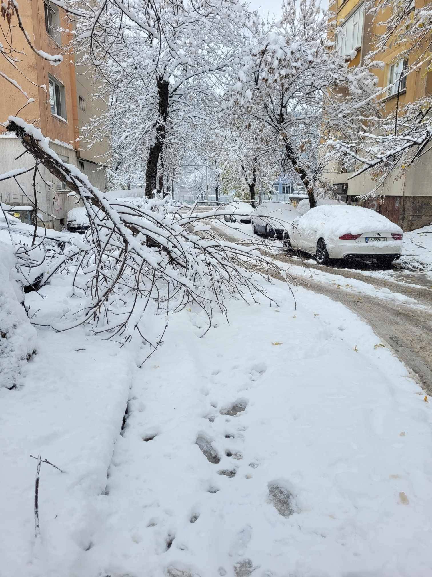 Непочистени улици и паднали дървета в София